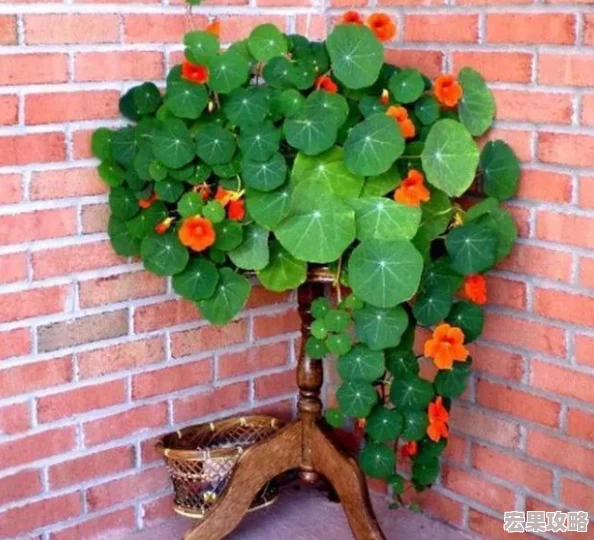 《十万个冷笑话2》攻略:揭秘海量铜钱高效获取策略与技巧 《十万个冷笑话2》攻略:揭秘海量铜钱高效获取策略与技巧