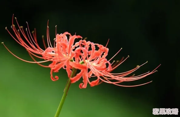在虚拟与现实交织的边界,有一款名为幽冥彼岸的游戏横空出世,它以其独特的玩法机制——死亡同步,挑战着无数玩家的智慧与勇气。这款游戏不仅仅是一场视觉盛宴,更是一次心灵的深度探索,让玩家在生死轮回中体验前所未有的冒险与挑战。 在虚拟与现实交织的边界,有一款名为幽冥彼岸的游戏横空出世,它以其独特的玩法机制——死亡同步,挑战着无数玩家的智慧与勇气。这款游戏不仅仅是一场视觉盛宴,更是一次心灵的深度探索,让玩家在生死轮回中体验前所未有的冒险与挑战。