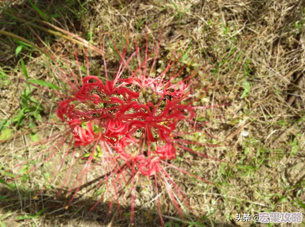 在虚拟与现实交织的边界,有一款名为幽冥彼岸的游戏横空出世,它以其独特的玩法机制——死亡同步,挑战着无数玩家的智慧与勇气。这款游戏不仅仅是一场视觉盛宴,更是一次心灵的深度探索,让玩家在生死轮回中体验前所未有的冒险与挑战。 在虚拟与现实交织的边界,有一款名为幽冥彼岸的游戏横空出世,它以其独特的玩法机制——死亡同步,挑战着无数玩家的智慧与勇气。这款游戏不仅仅是一场视觉盛宴,更是一次心灵的深度探索,让玩家在生死轮回中体验前所未有的冒险与挑战。